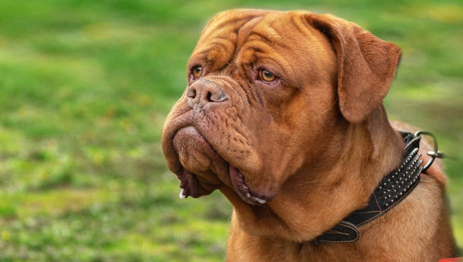 Dogs similar to clearance dogue de bordeaux